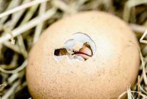 chick hatching from an egg